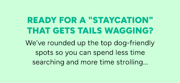 The Best Staycations for Dogs