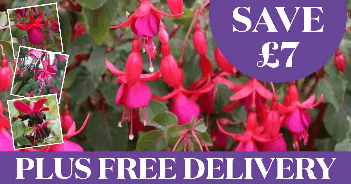 Save £7 Plus Free Delivery