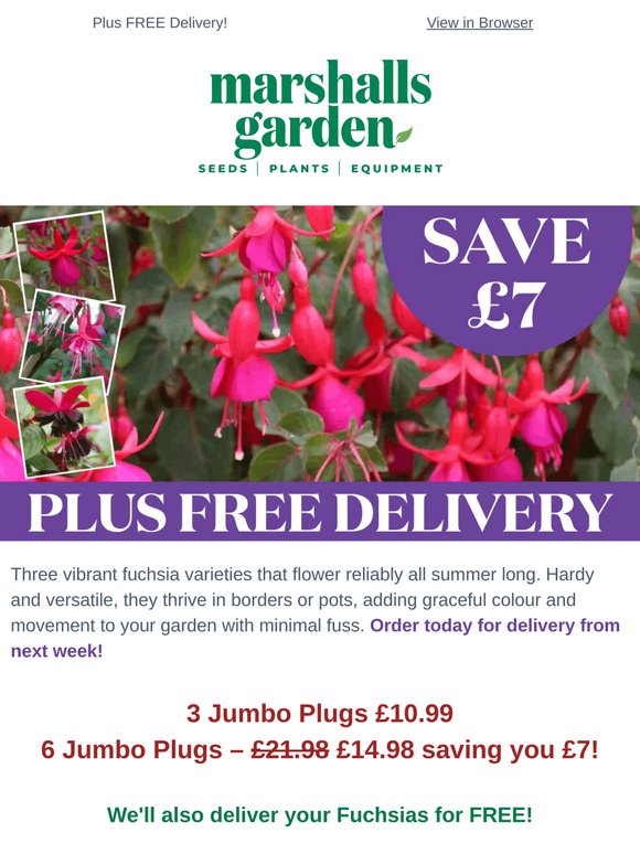 Hardy Fuchsias Ready to Plant Now - Save £7