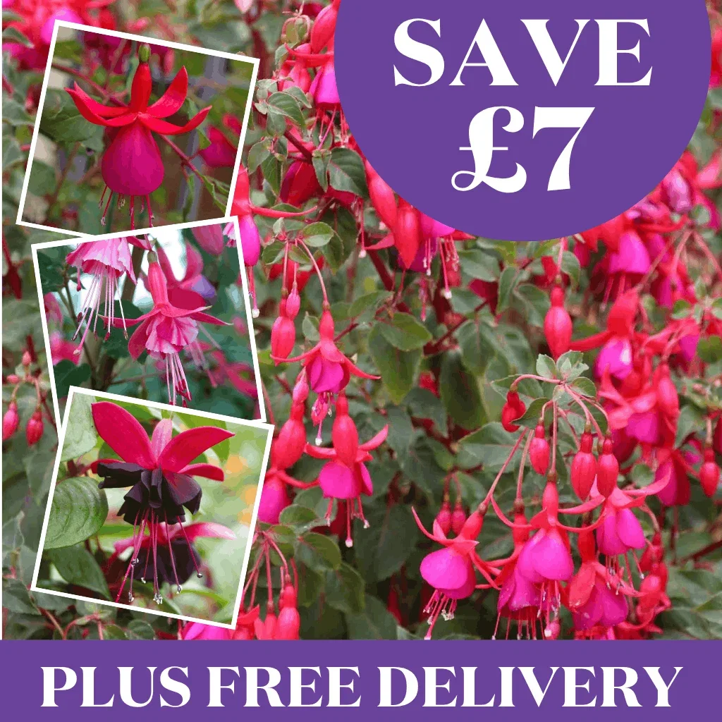 Save £7 Plus Free Delivery