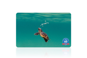 Hatchling's First Swim by Ben Hicks
