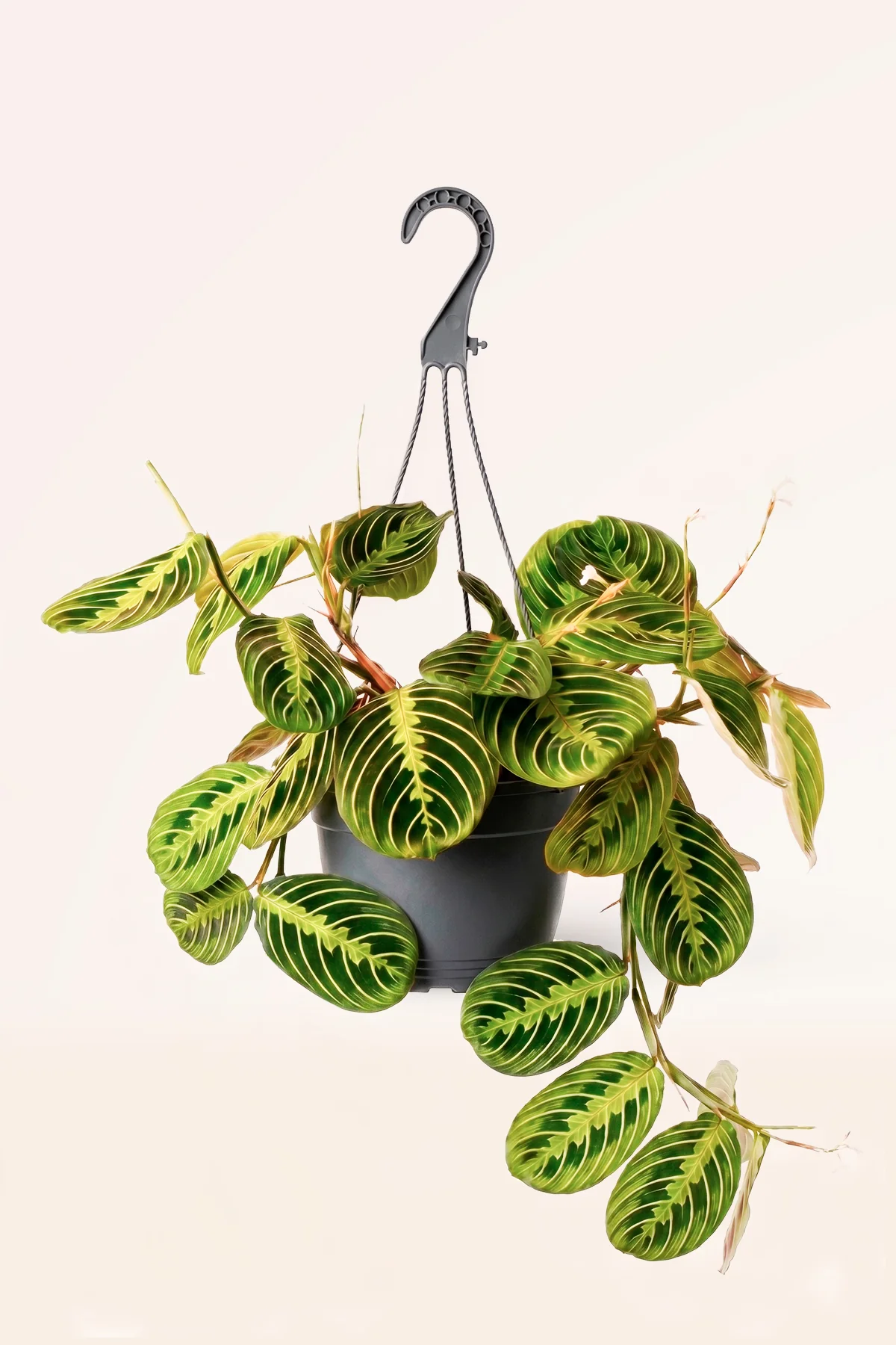 Image of Maranta Colgante