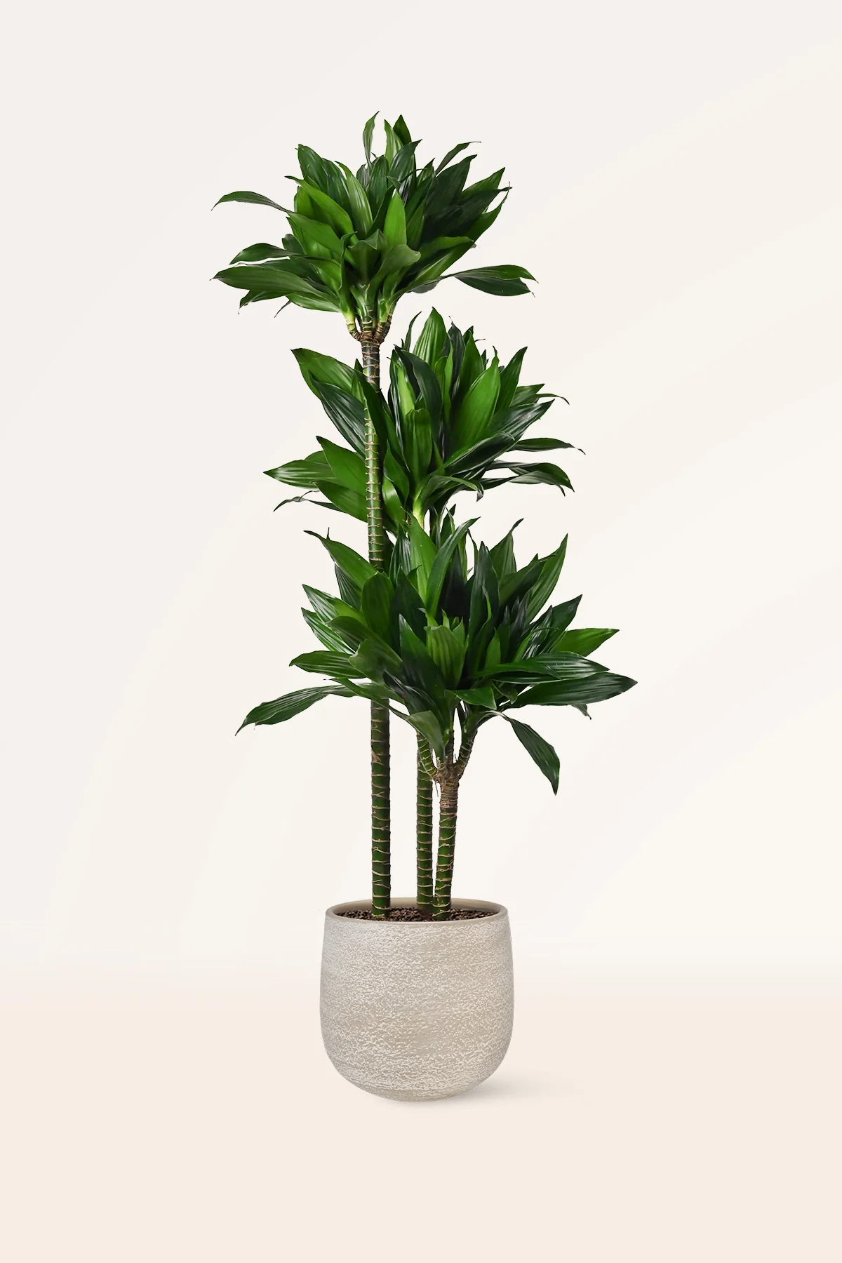 Image of Dracaena Janet Craig