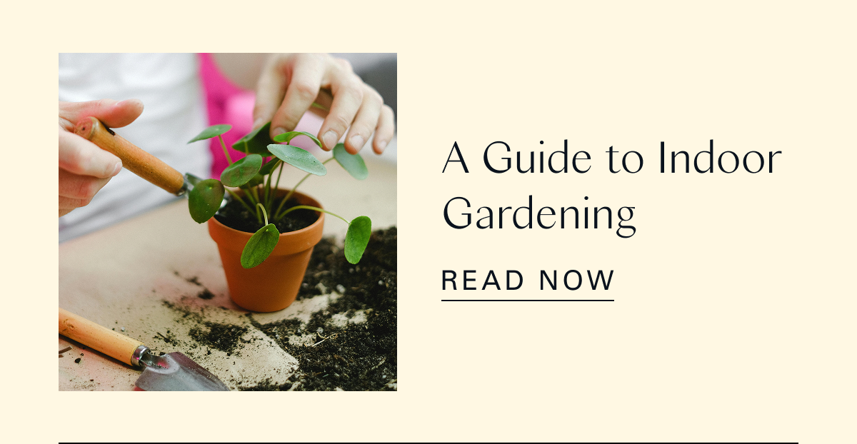 A Guide to Indoor Gardening 