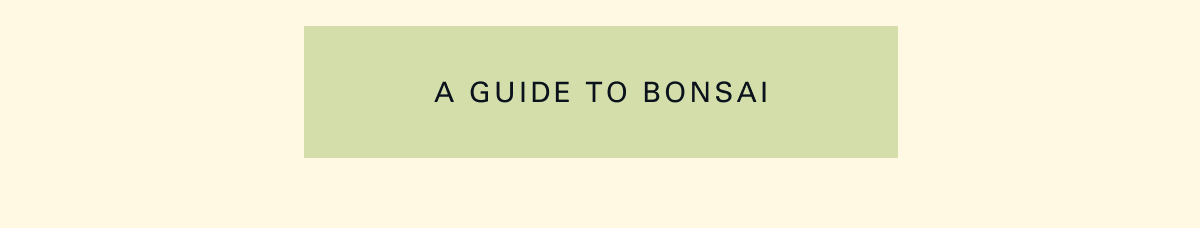 A Guide to Bonsai