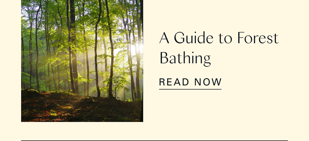 A Guide to Forest Bathing