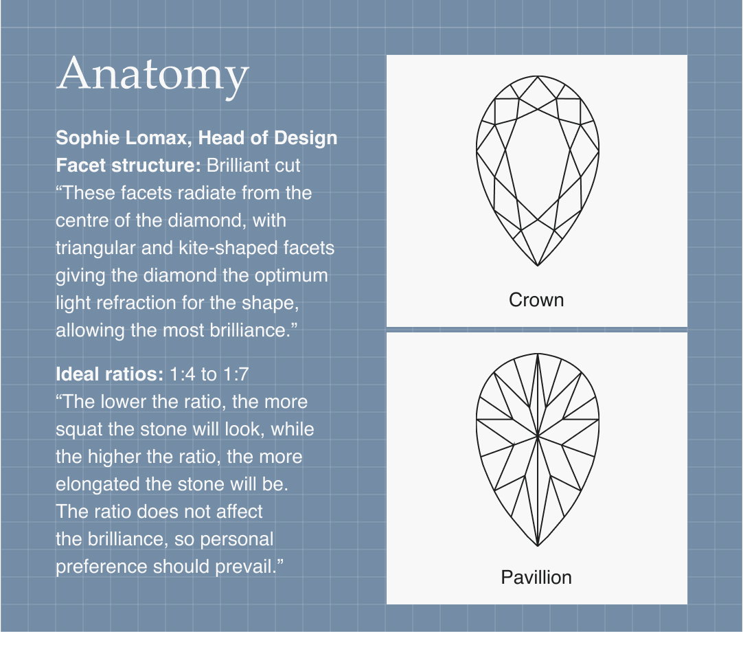 The anatomy