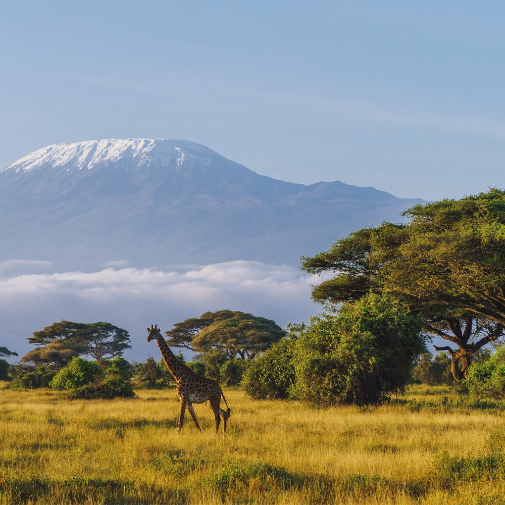 Amboseli National Park