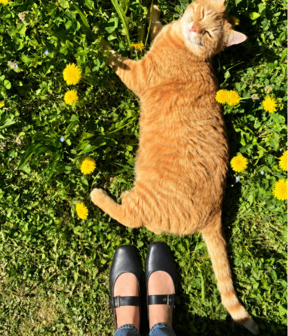 Instagram FitFlop X Pet Image