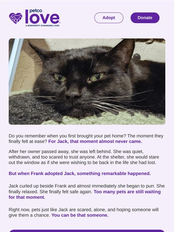 Help the next lost pet return home