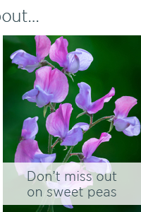 Don't miss out on sweet peas