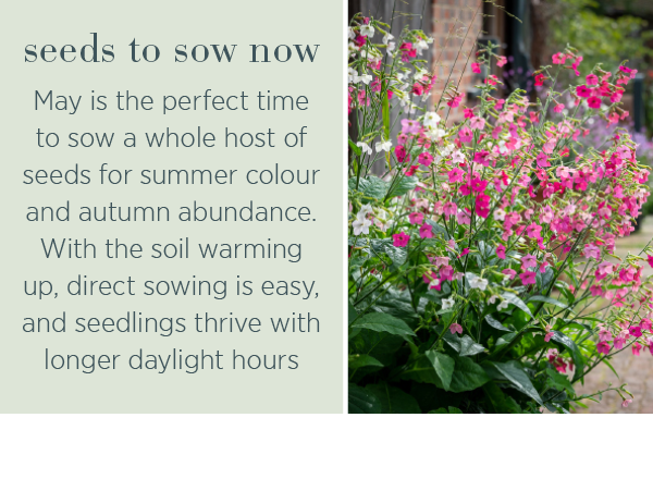 Seeds to sow now. May is the perfect time to sow a whole host of seeds for summer colour and autumn abundance. With the soil warming up, direct sowing is easy, and seedlings thrive with longer daylight hours.