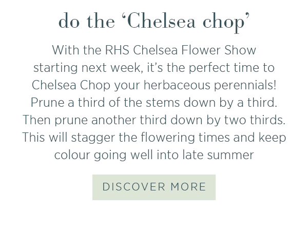 Do the 'Chelsea chop'. With the RHS Chelsea Flower Show starting next week, it's the perfect time to Chelsea Chop your herbaceous perennials! Prune a third of the stems down by a third. Then prune another third down by two thirds. This will stagger the flowering times and increase the season.