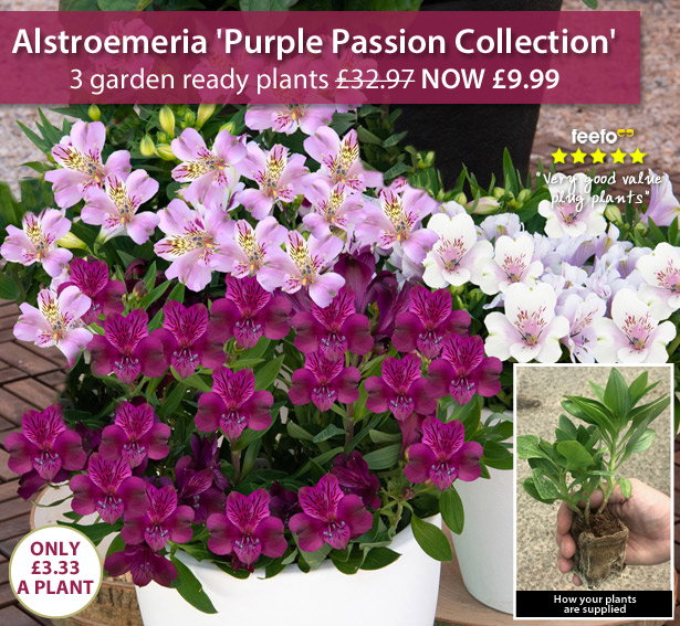 Alstroemeria inticancha 'Purple Passion Collection'