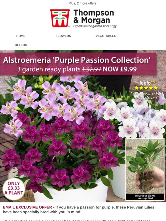 Jumbo Alstroemeria Plants - Only £3.33 each