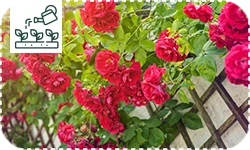 Qu'est ce qu'un rosier botanique ou rosier ancien ?