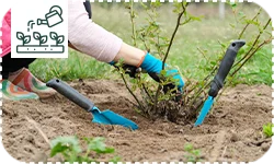 Comment planter les rosiers ?