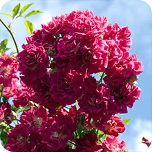 Rosier Super Excelsa® grimpant