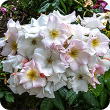 Rosier arbustif Sally Holmes