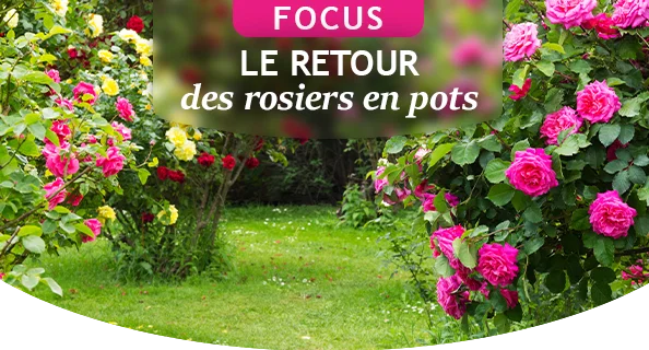 Le retour des rosiers en pots