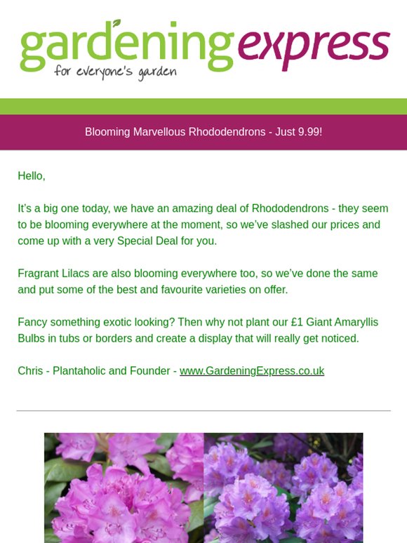 Large Rhododendrons - Just 9.99!  Just £1 Deals, Lilac Trees, Giant Amaryllis and much much more