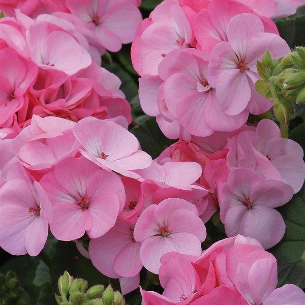 Geranium Apple Blossum Pink - Pack of 6