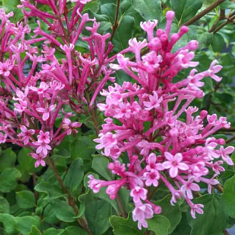 Syringa Bloomerang ‘Pink Perfume’