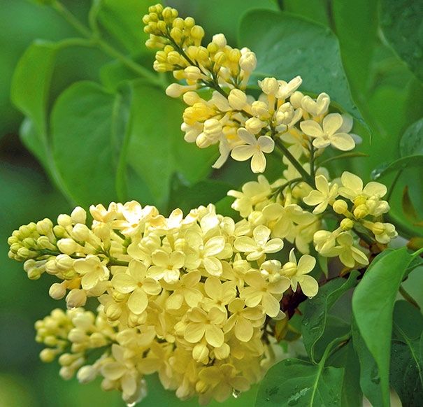 Syringa vulgaris ‘Primrose’ - Rare Yellow Lilac Bush