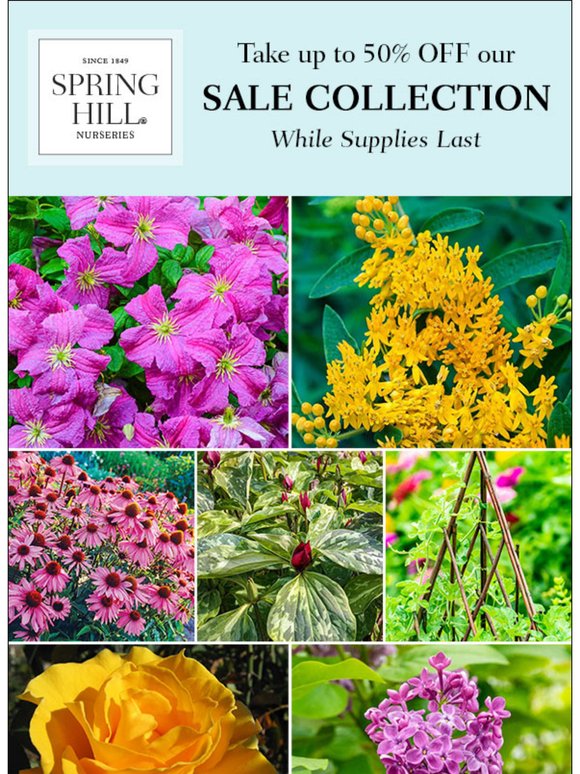 Our SALE collection is in full bloom.