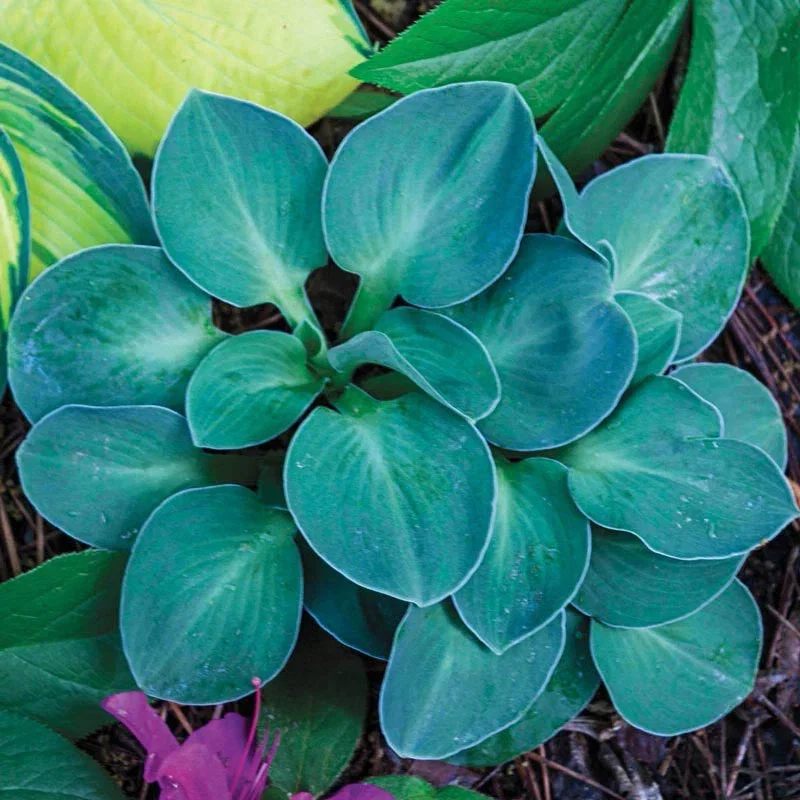 Blue Mouse Ears Mini Hosta