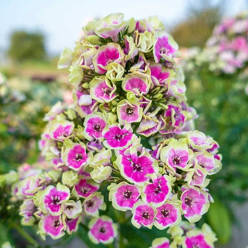 Orchid Yellow Tall Phlox
