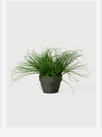 Artificial Potted Pencil Cactus Plant - 18.5