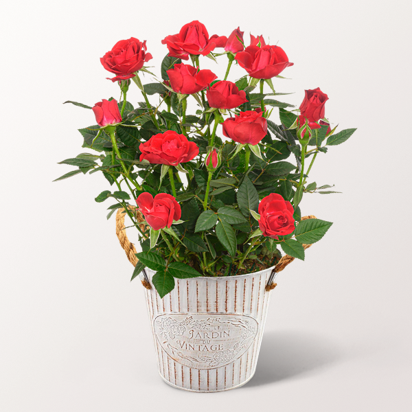 Das ideale Geschenk für alle Rosenfreunde. Rote Topfrose im dekorativen Zinktopf für 24,99 €