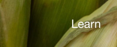 Learn More