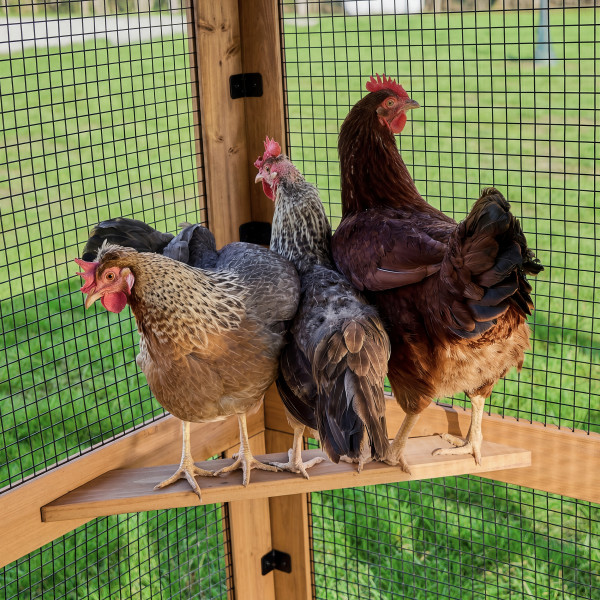 Rustic Roots roosting ledge with chickens