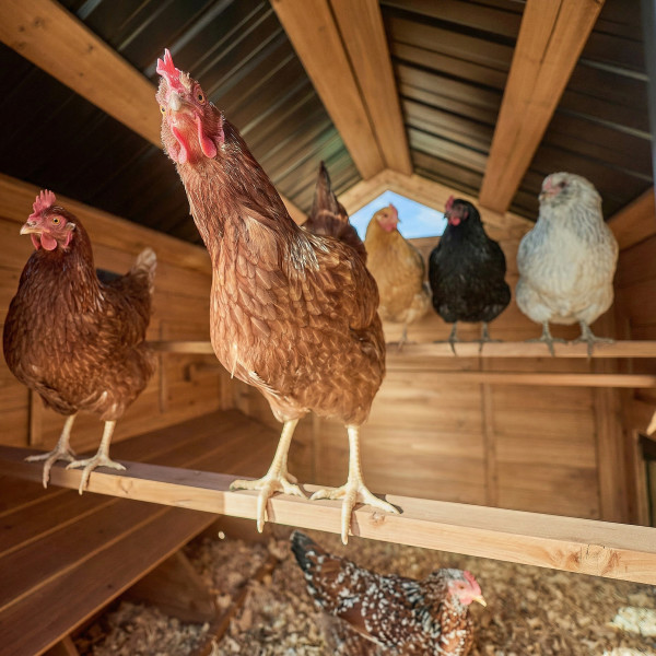 Rustic Roots raised chicken coop with run and roosting bar