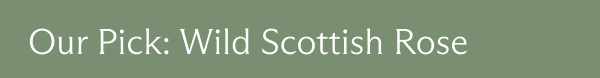 Our Pick: Wild Scottish Rose