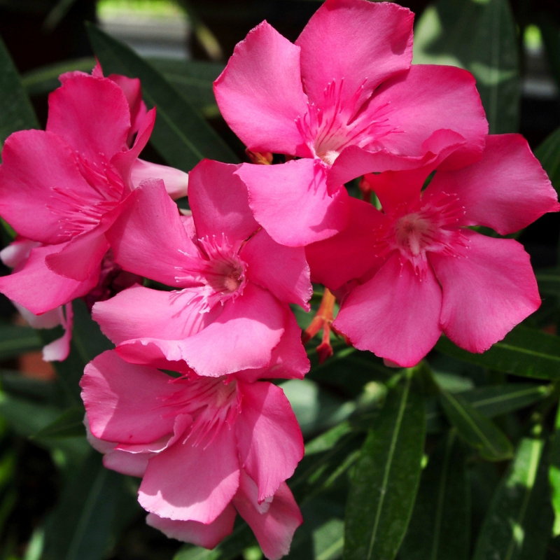 https://www.meillandrichardier.com/laurier-rose-maurin-des-maures-nerium-oleander.html