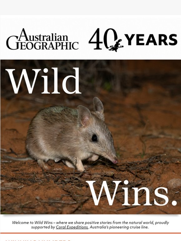 Bandicoots make a comeback after 150 years