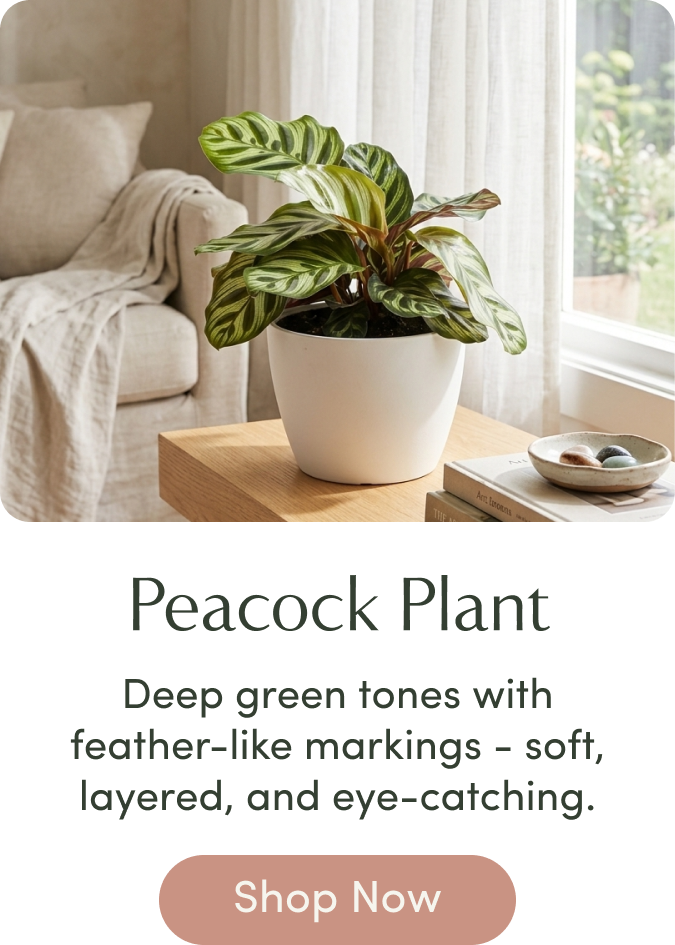 peacock plant