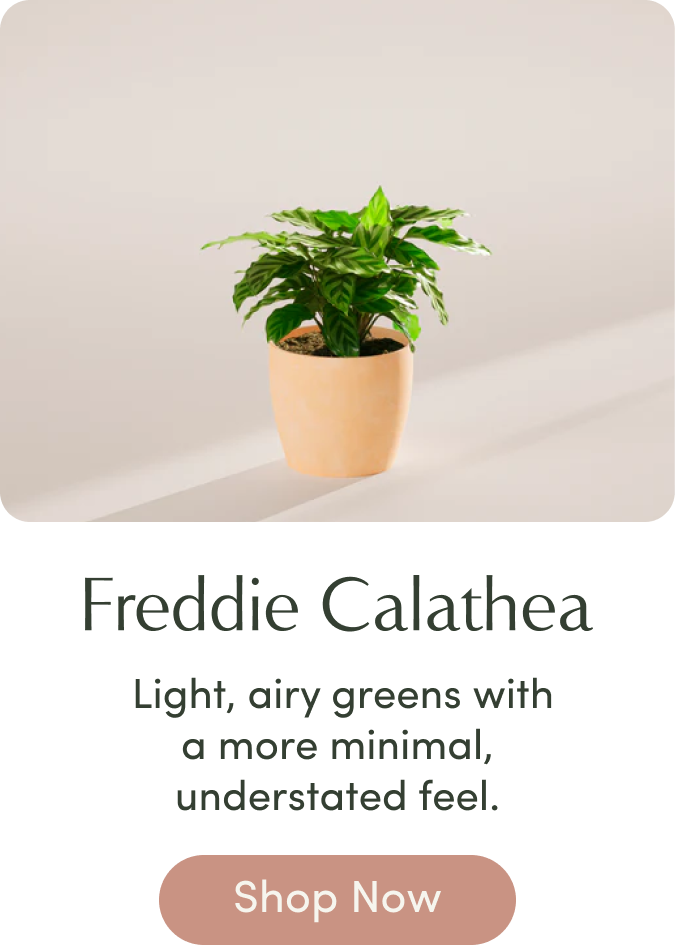 Freddie