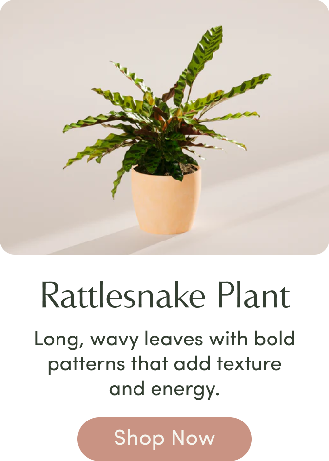 Rattlesnake plant 