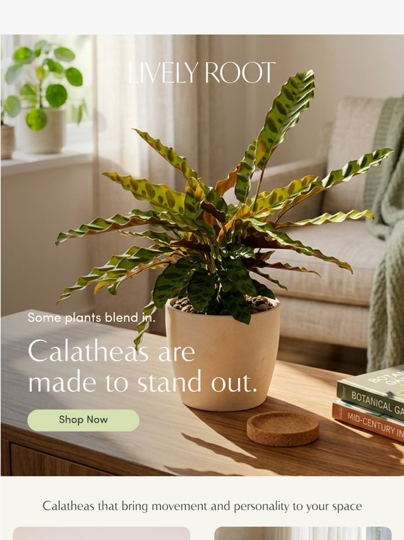 Calatheas Are Having a Moment ✨🪴