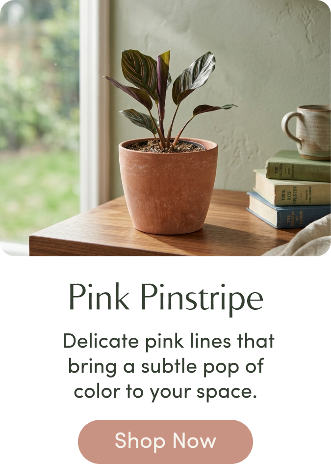 Pink Pinstripe