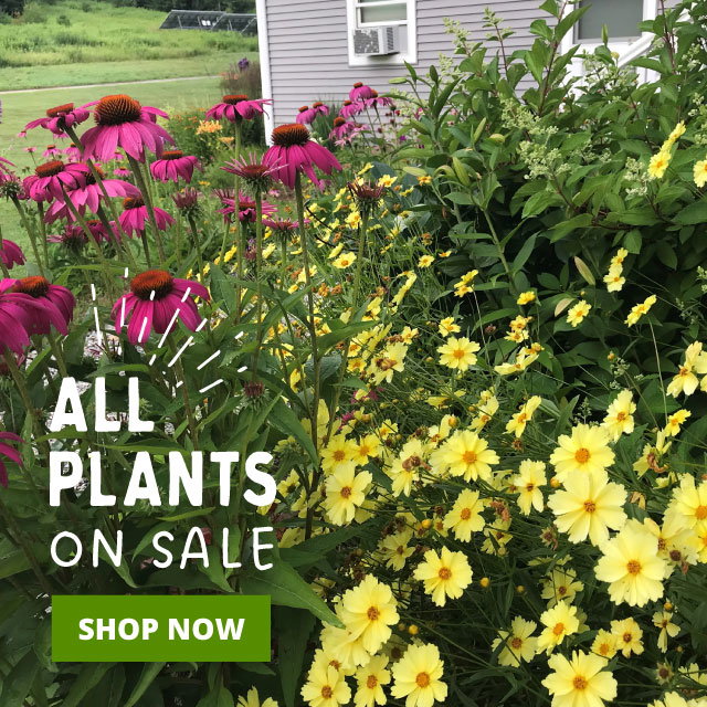 All Plants & Bulbs On Sale