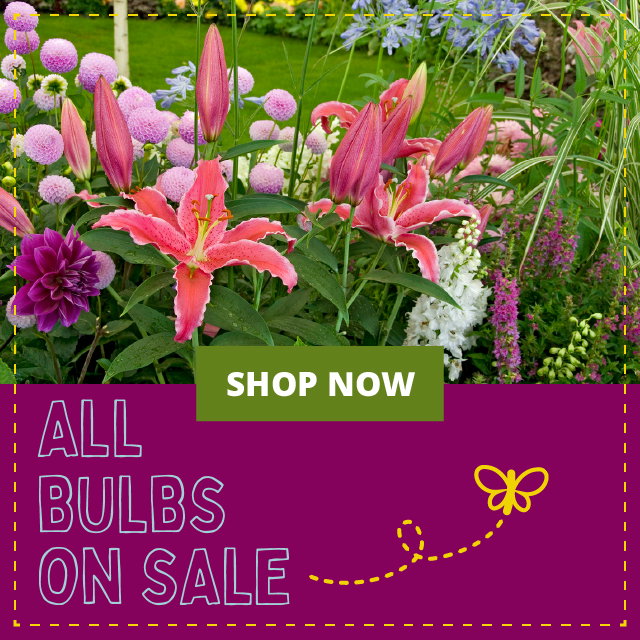 All Bulbs On Sale