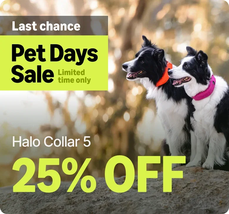 The Pet Days Sale is almost over. Halo Collar 5 is $445 and this is your last chance to lock in our lowest price of the year. Don't let it slip away.