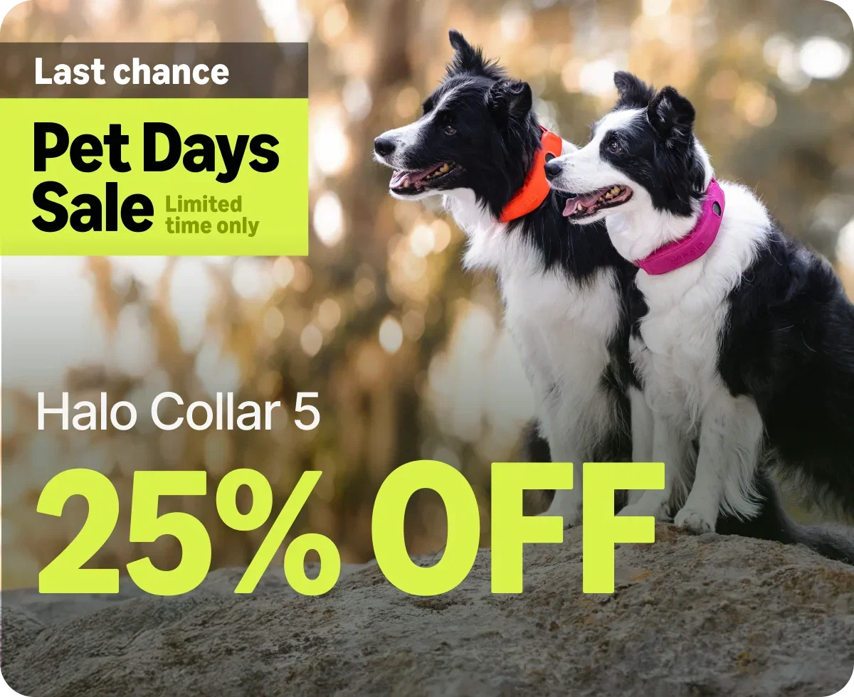 The Pet Days Sale is almost over. Halo Collar 5 is $445 and this is your last chance to lock in our lowest price of the year. Don't let it slip away.