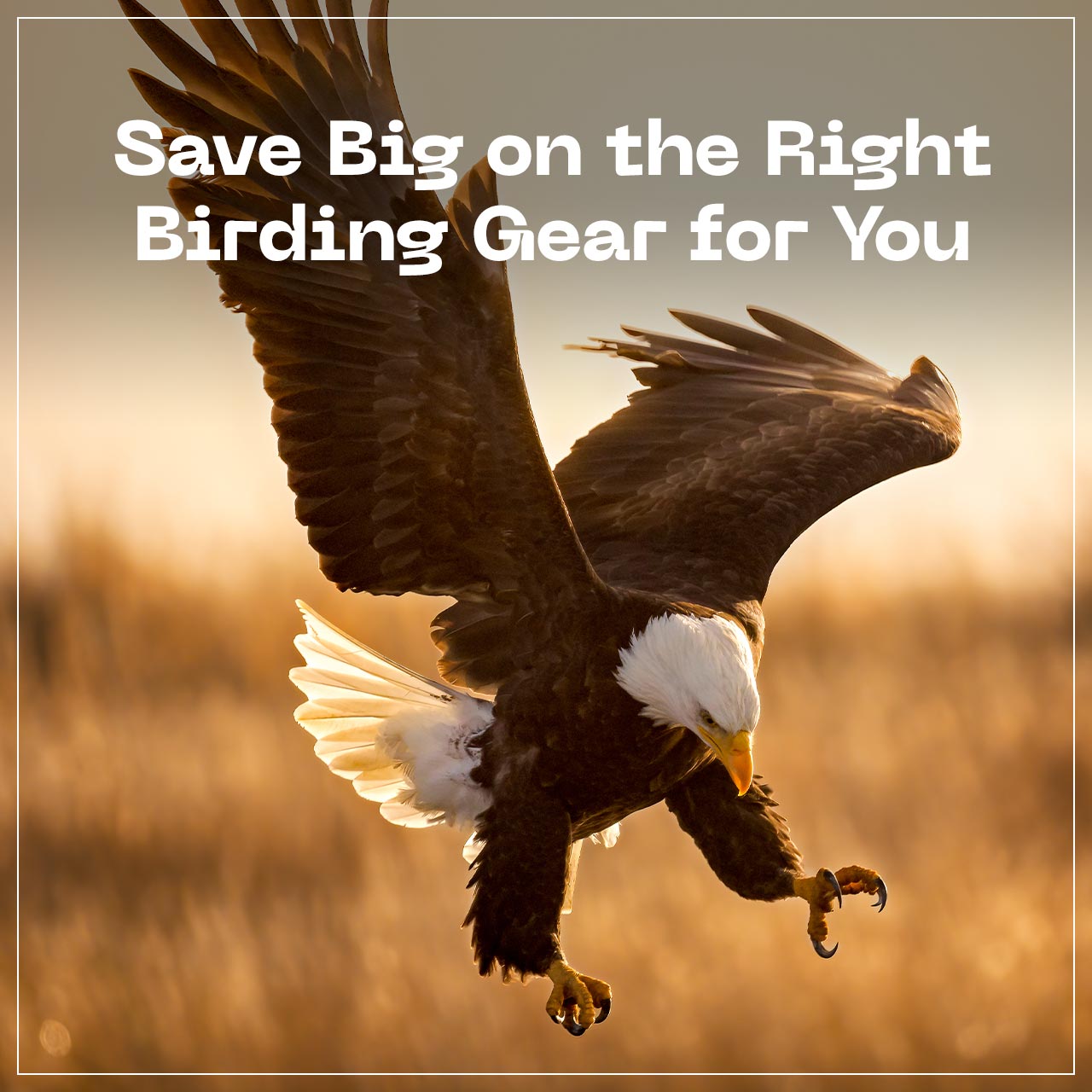 Save Big on the Right Birding Gear for You