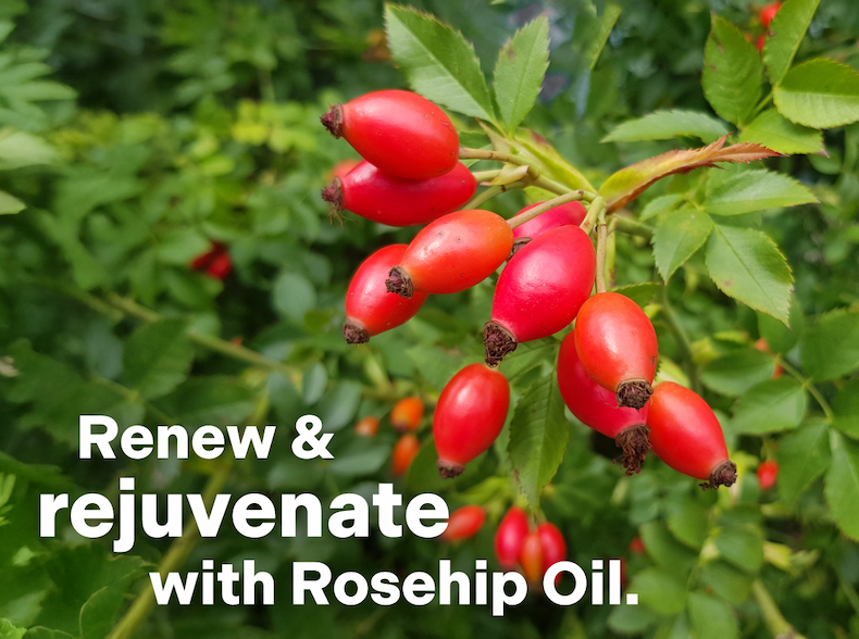Rejuvenate with Rosehip Oil